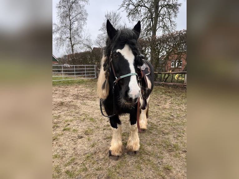 Gypsy Horse Mare 14 years 14 hh Pinto in LanglingenLanglingen