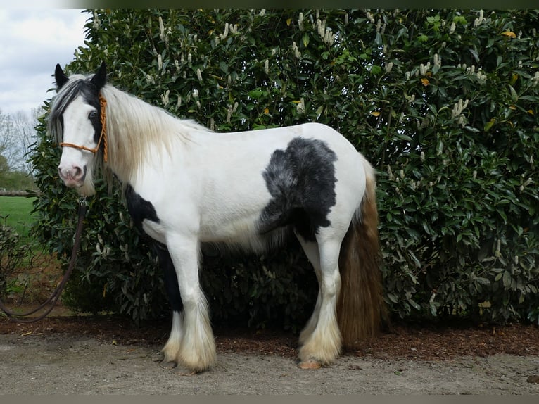 Gypsy Horse Mare 14 years 14 hh Pinto in Lathen