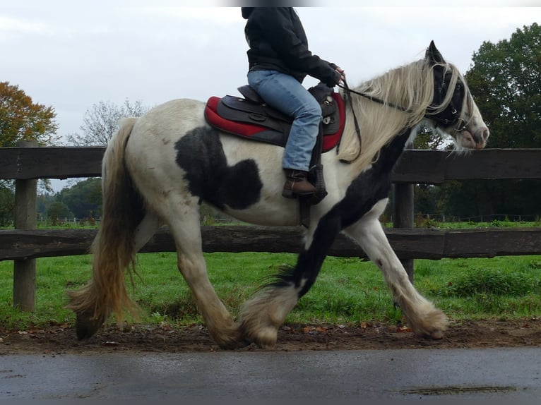Gypsy Horse Mare 14 years 14 hh Pinto in Lathen