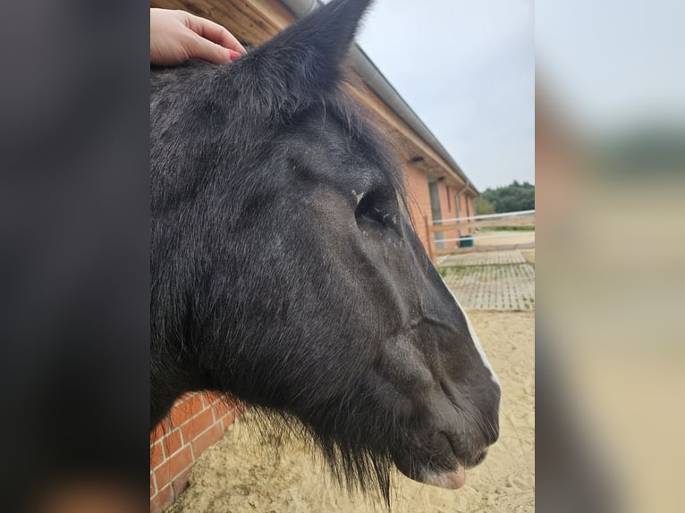 Gypsy Horse Mare 14 years 14,1 hh Black in Büchten