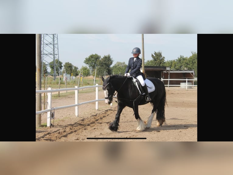 Gypsy Horse Mare 14 years 14,1 hh Black in Werder