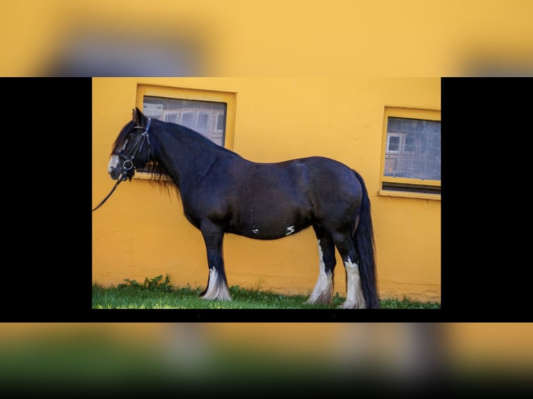 Gypsy Horse Mare 14 years 14,1 hh Black in Werder