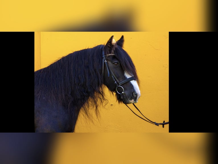 Gypsy Horse Mare 14 years 14,1 hh Black in Werder