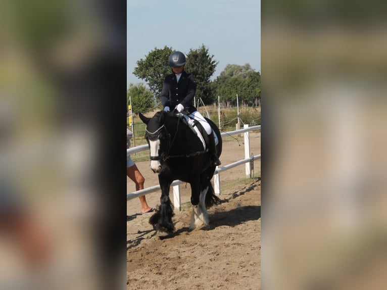 Gypsy Horse Mare 14 years 14,1 hh Black in Werder