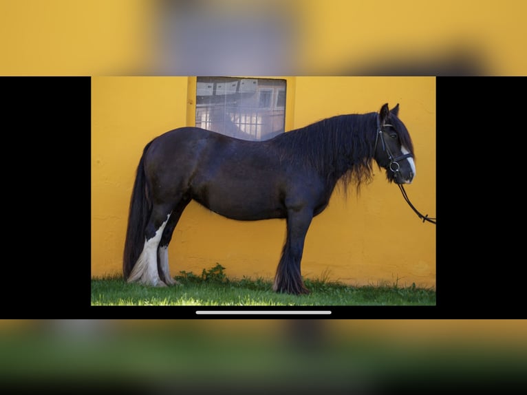 Gypsy Horse Mare 14 years 14,1 hh Black in Werder