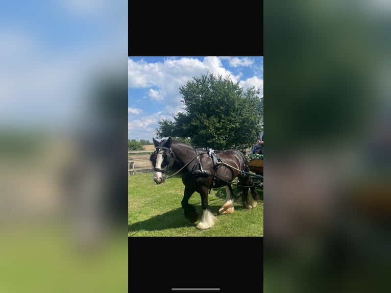 Gypsy Horse Mare 14 years 14,1 hh Black in Werder