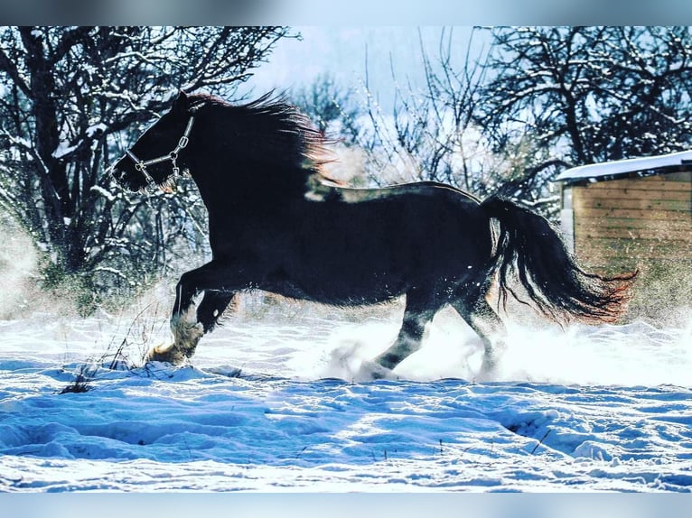 Gypsy Horse Mare 14 years 14,1 hh Black in Lörrach