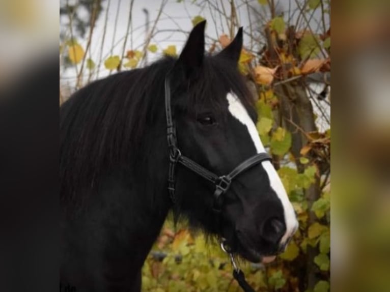 Gypsy Horse Mare 14 years 14,2 hh Black in Rotenburg an der Fulda Gypsy Horse Mare 14 years 14,2 hh Black in Rotenburg an der Fulda
