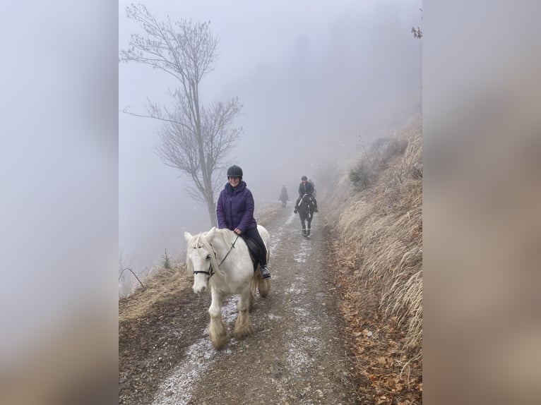 Gypsy Horse Mare 14 years 14,2 hh White in Gratwein-Stra&#xDF;engel