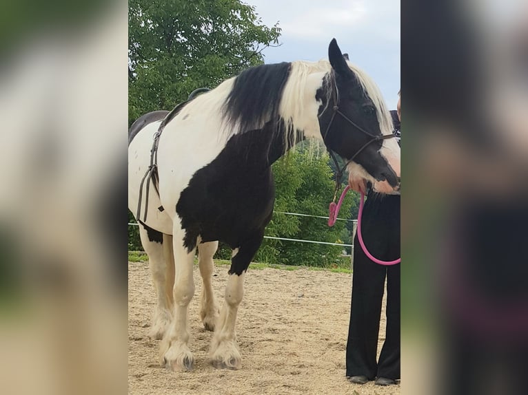 Gypsy Horse Mare 14 years 15,1 hh in Petersdorf