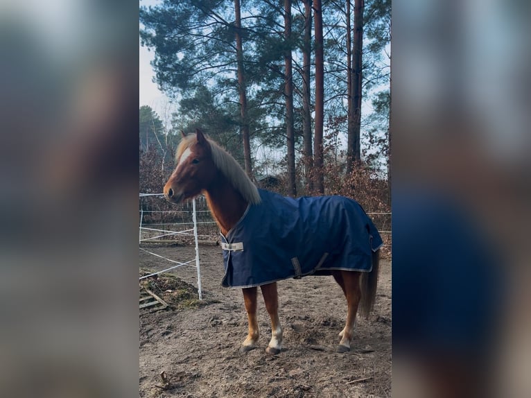 Gypsy Horse Mare 14 years 15,1 hh Pinto in Teupitz