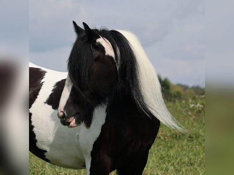 Gypsy Horse Mare 14 years 15 hh Tobiano-all-colors in Somerset KY
