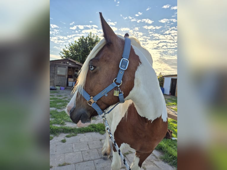 Gypsy Horse Mare 14 years 15,1 hh Pinto in M&#xF6;lsheim