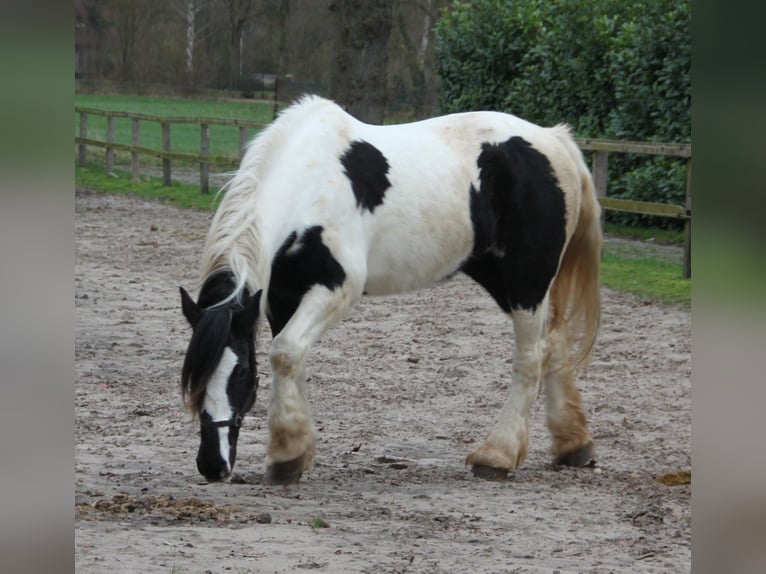 Gypsy Horse Mare 14 years 16 hh Tobiano-all-colors in Ees