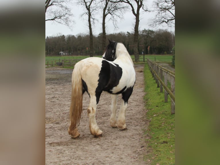 Gypsy Horse Mare 14 years 16 hh Tobiano-all-colors in Ees