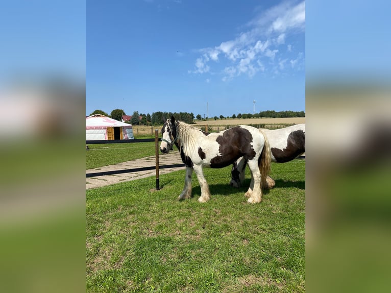 Gypsy Horse Mare 14 years Pinto in Kaltohmfeld