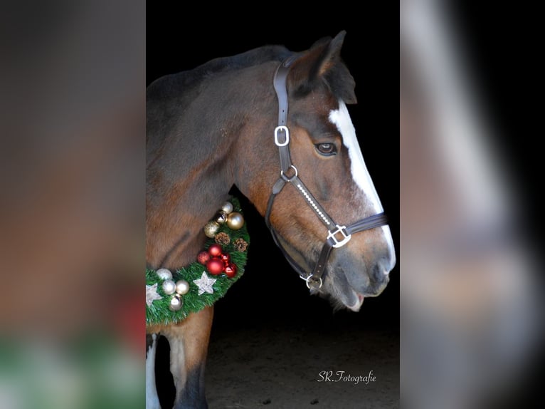 Gypsy Horse Mare 15 years 13,1 hh Bay-Dark in Visbek