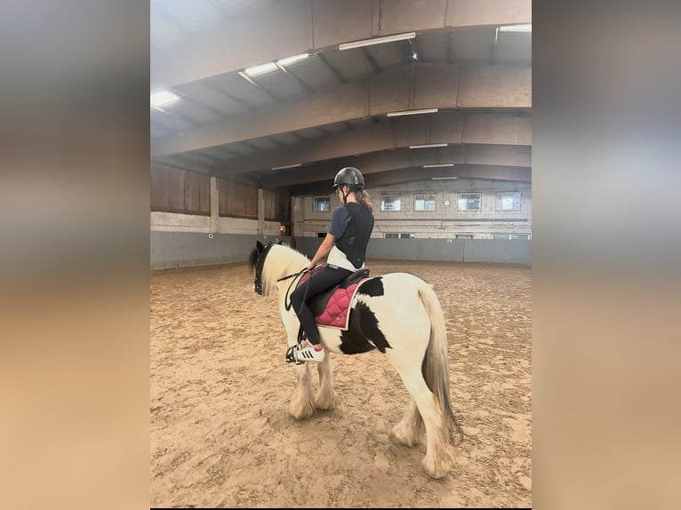 Gypsy Horse Mare 15 years 13.1 hh Pinto in Altenpleen