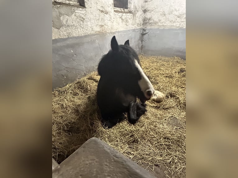 Gypsy Horse Mare 15 years 13.2 hh Black in Dassow