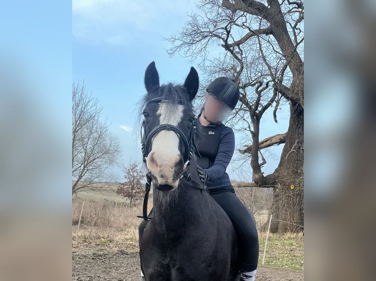 Gypsy Horse Mare 15 years 13.2 hh Black in Dassow