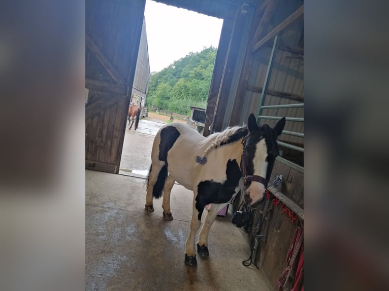 Gypsy Horse Mare 15 years 13,2 hh Pinto in Pronstorf