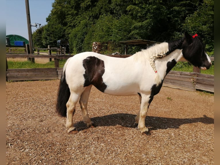 Gypsy Horse Mare 15 years 13,2 hh Pinto in Pronstorf