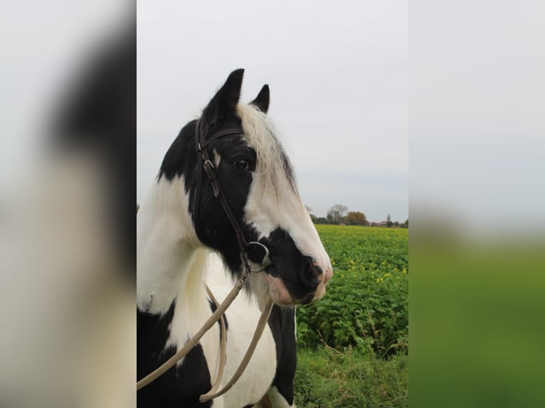 Gypsy Horse Mare 15 years 13,2 hh Pinto in Schoondijke