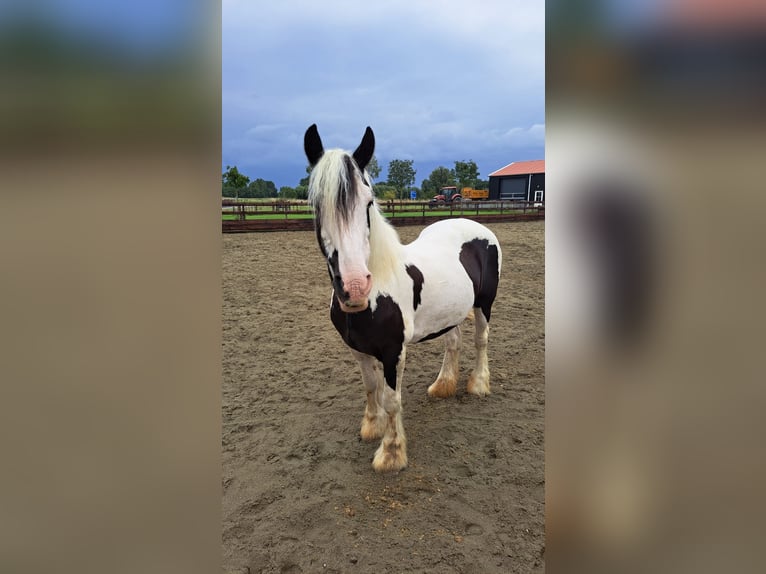 Gypsy Horse Mare 15 years 13,2 hh Pinto in Schoondijke