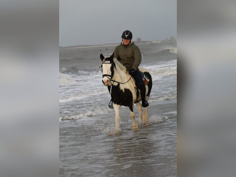 Gypsy Horse Mare 15 years 13,2 hh Pinto in Schoondijke