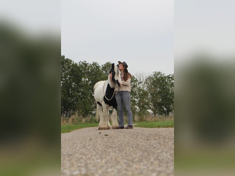 Gypsy Horse Mare 15 years 13,2 hh Pinto in Schoondijke