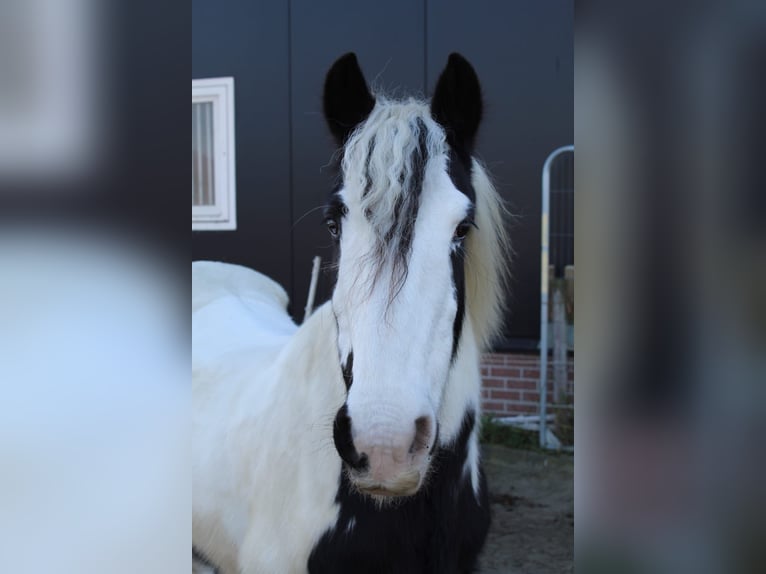 Gypsy Horse Mare 15 years 13,2 hh Pinto in Schoondijke