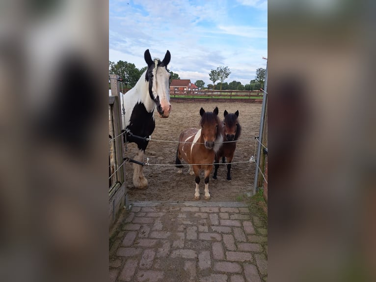 Gypsy Horse Mare 15 years 13,2 hh Pinto in Schoondijke