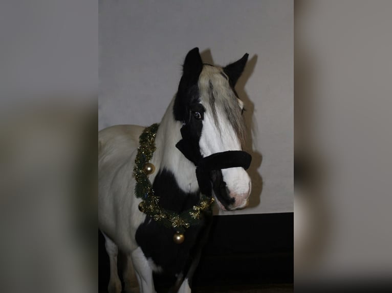 Gypsy Horse Mare 15 years 13,2 hh Pinto in Schoondijke