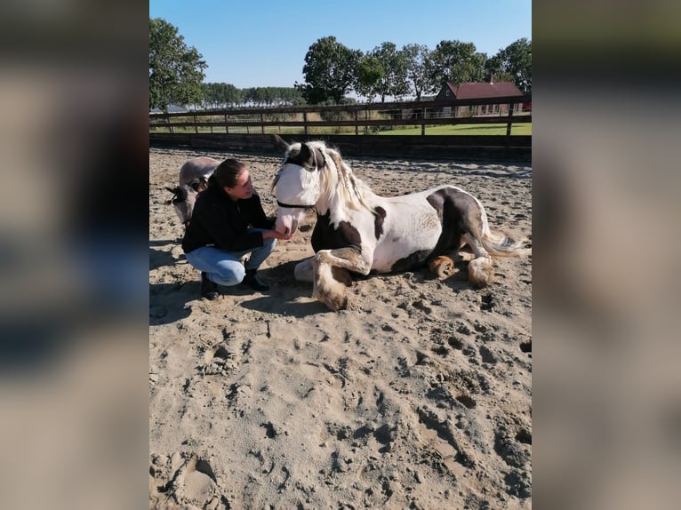 Gypsy Horse Mare 15 years 13,2 hh Pinto in Schoondijke