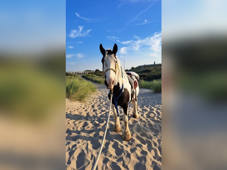 Gypsy Horse Mare 15 years 13,2 hh Pinto in Schoondijke