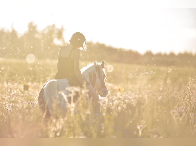 Gypsy Horse Mare 15 years 13,2 hh Pinto in Geisingen