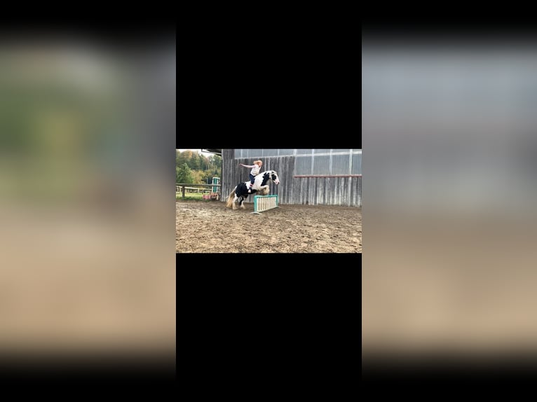 Gypsy Horse Mare 15 years 13,2 hh Pinto in Geisingen