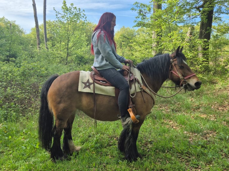 Gypsy Horse Mare 15 years 13.3 hh Brown in Linkenbach