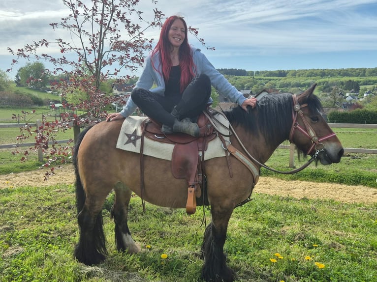 Gypsy Horse Mare 15 years 13.3 hh Brown in Linkenbach