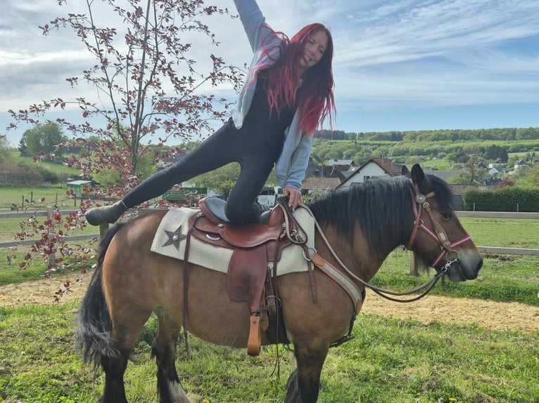 Gypsy Horse Mare 15 years 13.3 hh Brown in Linkenbach