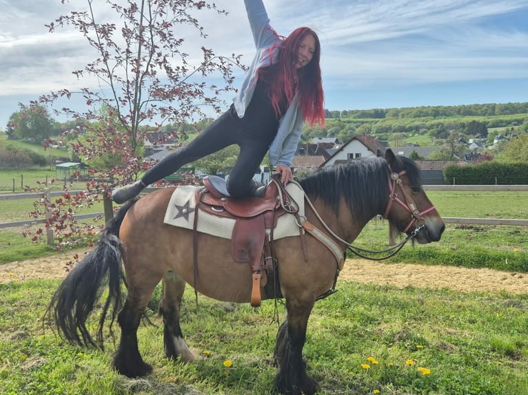 Gypsy Horse Mare 15 years 13.3 hh Brown in Linkenbach
