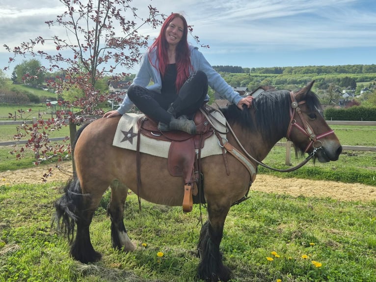 Gypsy Horse Mare 15 years 13.3 hh Brown in Linkenbach