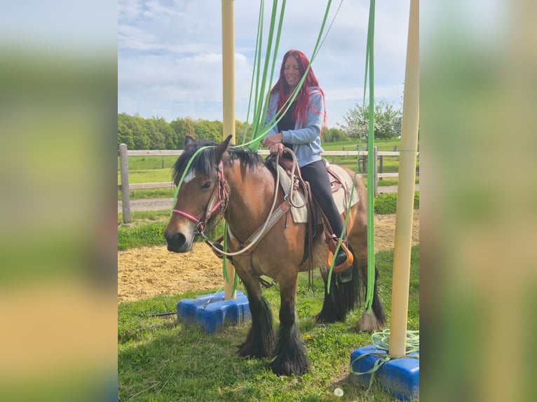 Gypsy Horse Mare 15 years 13.3 hh Brown in Linkenbach