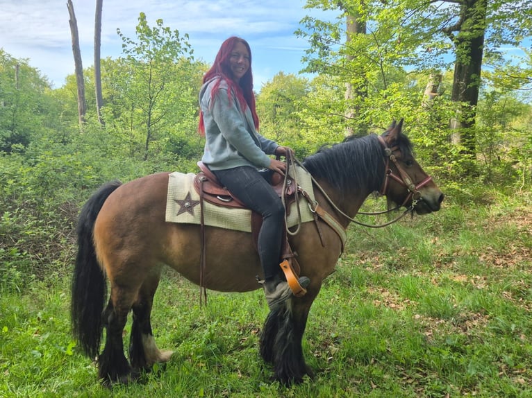 Gypsy Horse Mare 15 years 13.3 hh Brown in Linkenbach