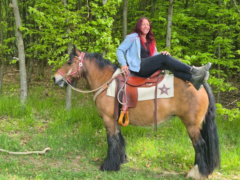Gypsy Horse Mare 15 years 13.3 hh Brown in Linkenbach