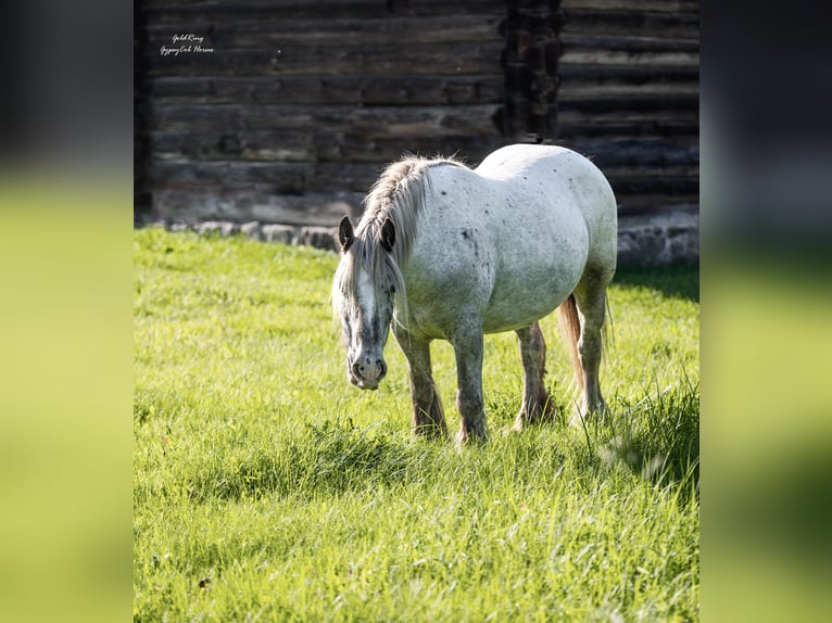 Gypsy Horse Mare 15 years 13,3 hh Leopard-Piebald in Cēsis