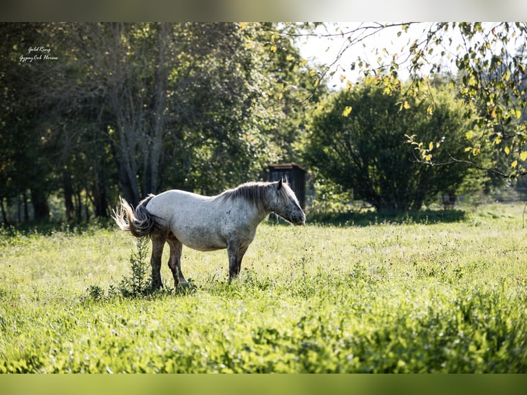 Gypsy Horse Mare 15 years 13,3 hh Leopard-Piebald in Cēsis