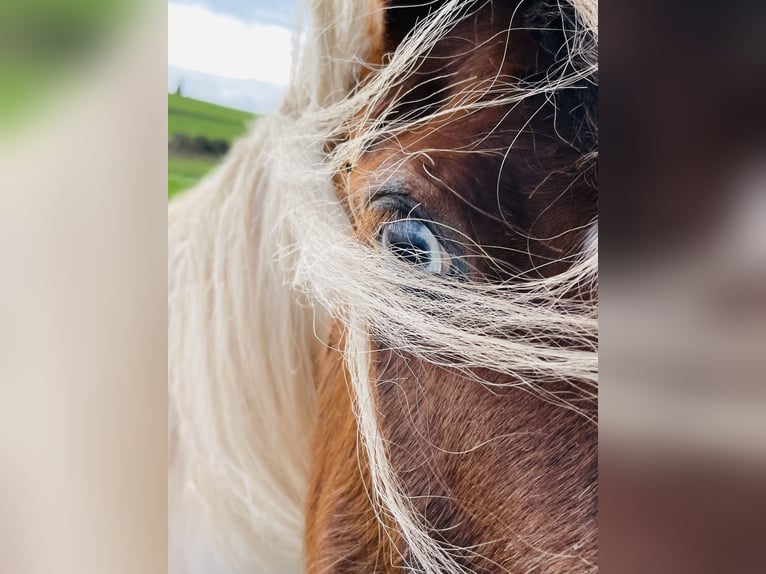 Gypsy Horse Mix Mare 15 years 13 hh Pinto in Mechernich