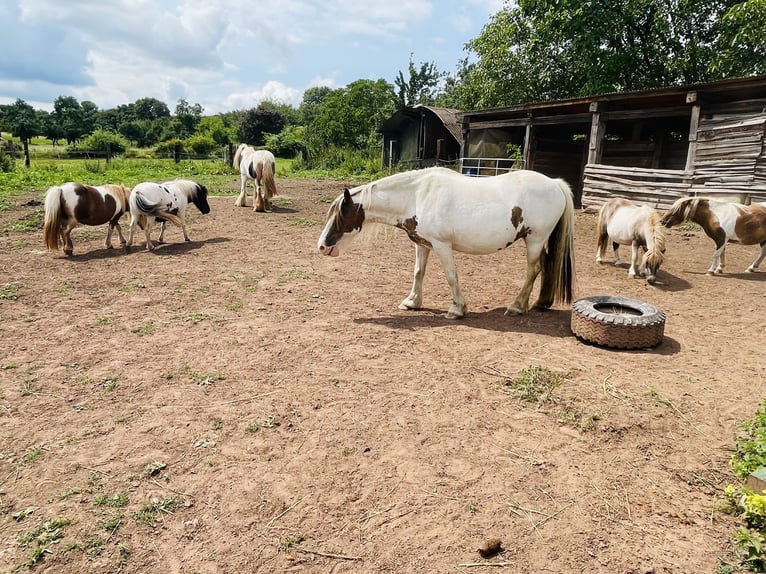 Gypsy Horse Mix Mare 15 years 13 hh Pinto in Mechernich