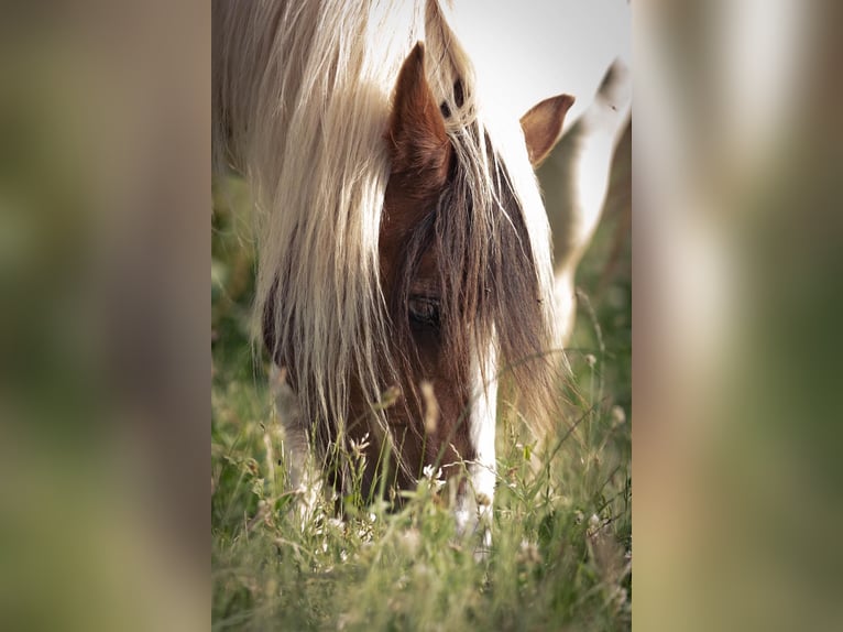 Gypsy Horse Mix Mare 15 years 13 hh Pinto in Mechernich